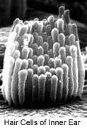 Hair Cells