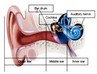 A diagram of the ear and how it relates to tinnitus