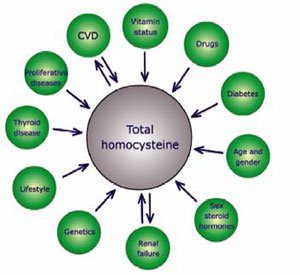 Total homocysteine. Diagram showing conditions that affect homocysteine levels.