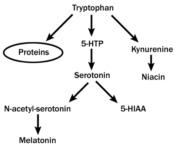 How tryptophan converts to serotonin