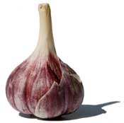 Garlic, Tinnitus and Ototoxic Medication