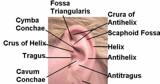 Vagus nerve hot sale and tinnitus