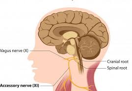 Cross-sected view of human head profile showing location of vagus nerve.