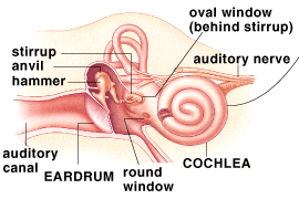 Perilymph Fistula: Vertigo, Ear Fullness and Tinnitus