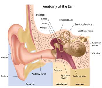 Diagram of the inner ear