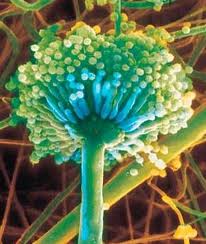 Aspergillus Niger