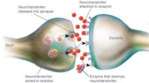 synapse-neurons