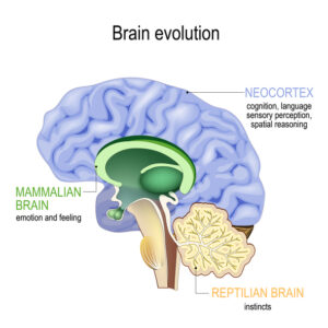 cross section of human mammalian and reptilian areas of human brain