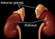 Image of adrenal glands and kidneys