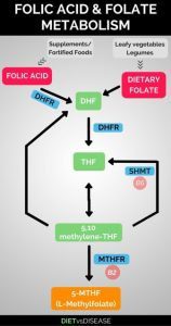 Folic Acid and Folate Metabolism diagram