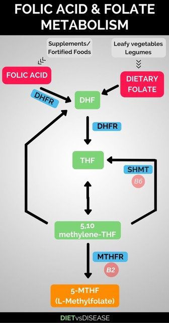 Folic acid and folate metabolism