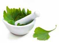 Ginkgo leaves in pharmacist's bowl.