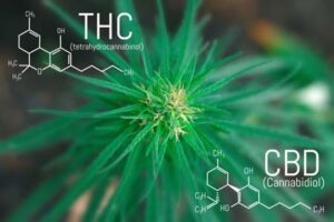 What are the effects of THC and CBD for Tinnitus?